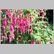 fuschia.jpg